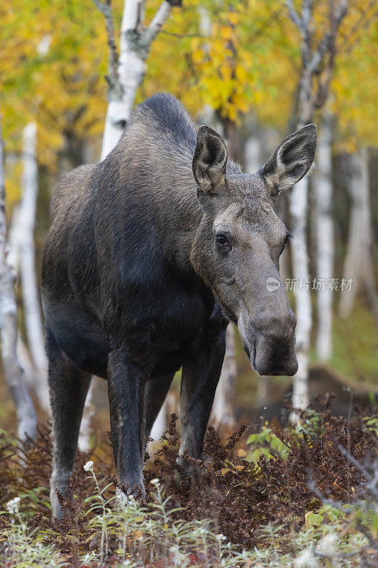 秋天的麋鹿，Alces Alces。